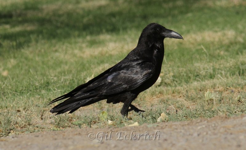 Common Raven 2011_07_16_1588.jpg